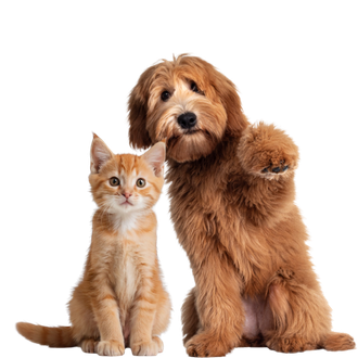 Mascotas